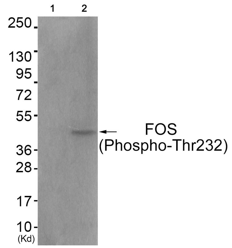 FOS (Phospho-Thr232) Antibody