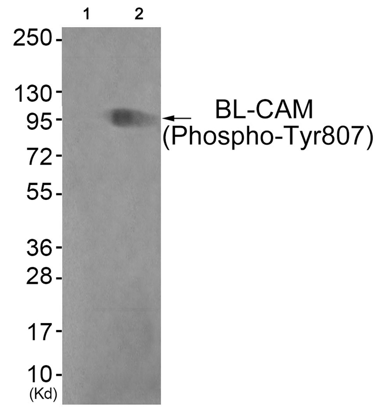 BL-CAM (Phospho-Tyr807) Antibody