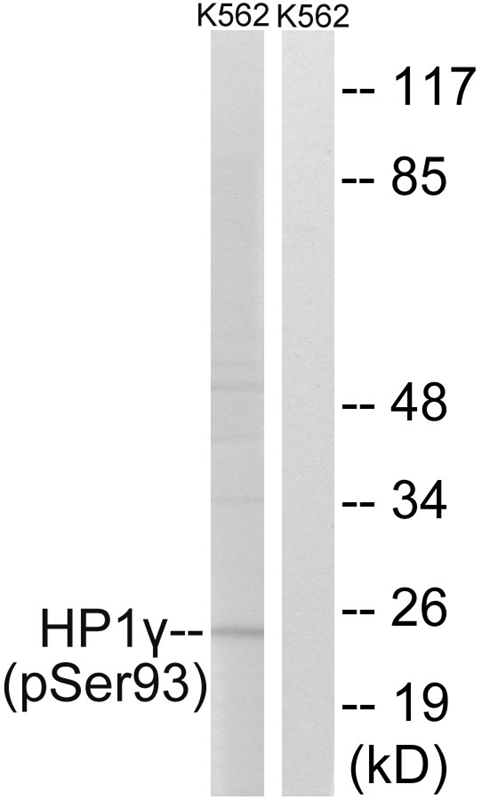 HP1γ (Phospho-Ser93) Antibody