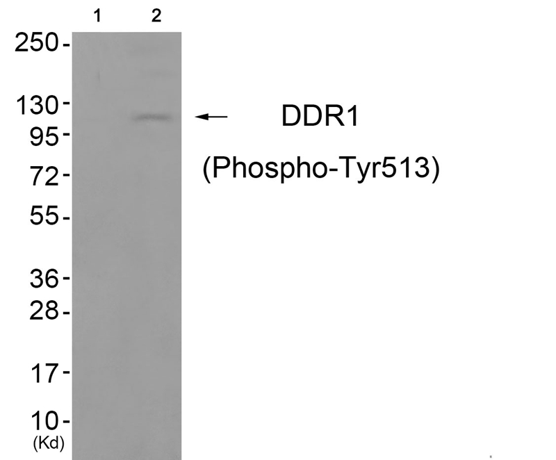 DDR1 (Phospho-Tyr513) Antibody