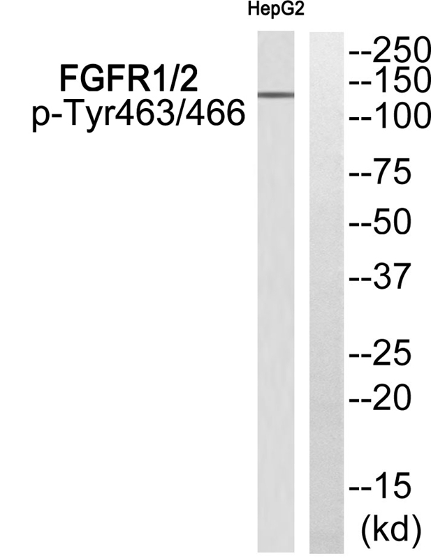 FGFR1/2 (Phospho-Tyr463/466) Antibody