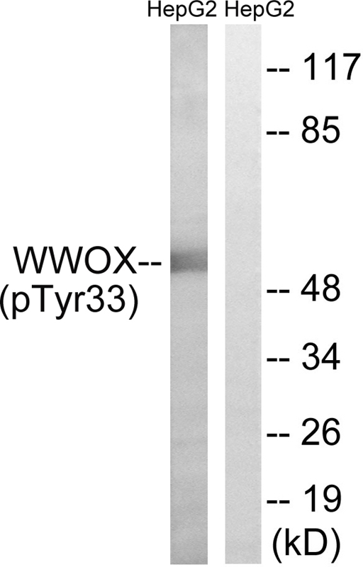 WWOX (Phospho-Tyr33) Antibody