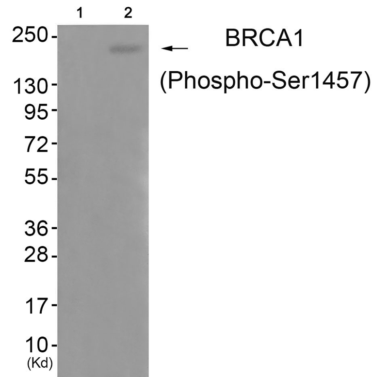 BRCA1 (Phospho-Ser1457) Antibody