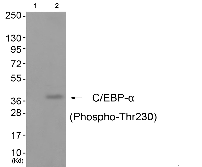 C/EBP-α (Phospho-Thr230) Antibody