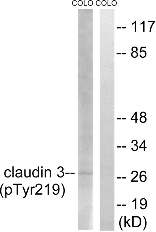 Claudin 3 (Phospho-Tyr219) Antibody