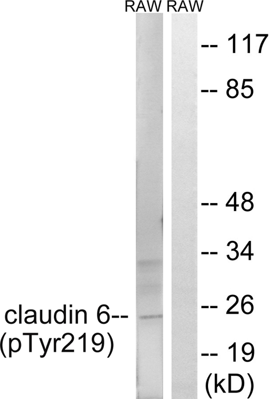 Claudin 6 (Phospho-Tyr219) Antibody