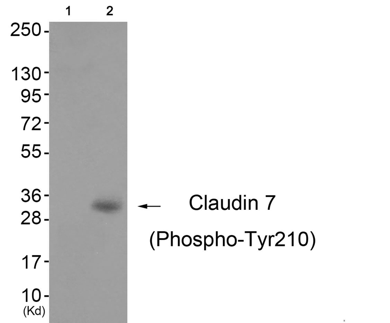 Claudin 7 (Phospho-Tyr210) Antibody