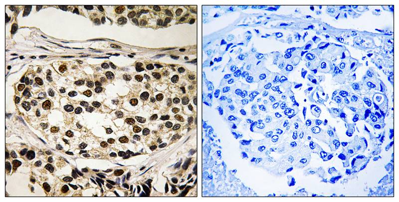 Cyclin C (Phospho-Ser275) Antibody