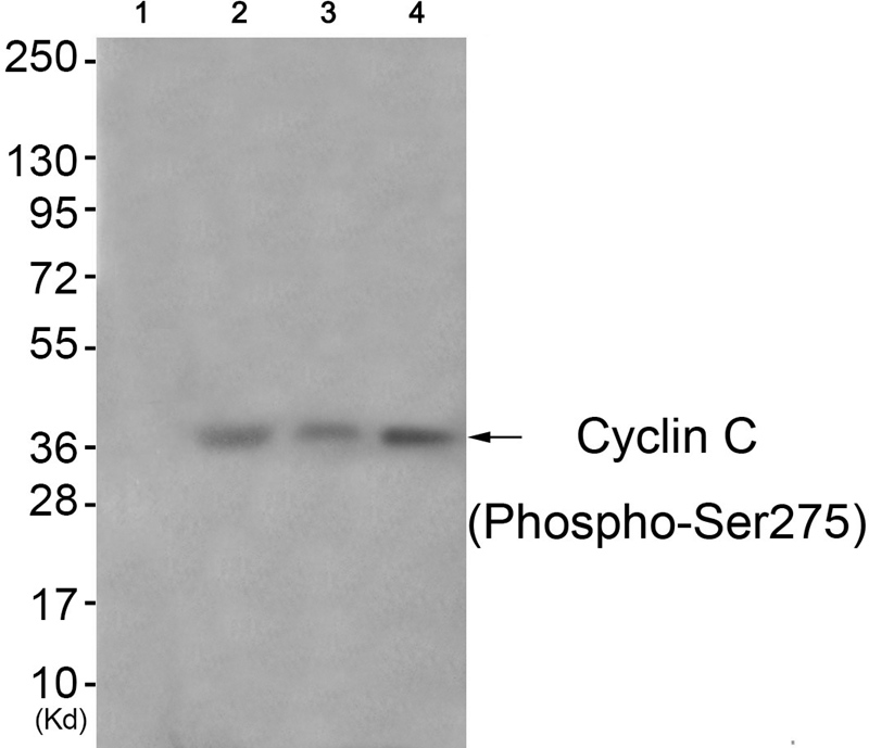 Cyclin C (Phospho-Ser275) Antibody