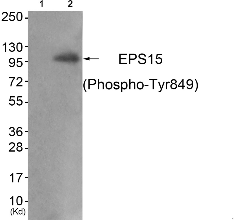 EPS15 (Phospho-Tyr849) Antibody