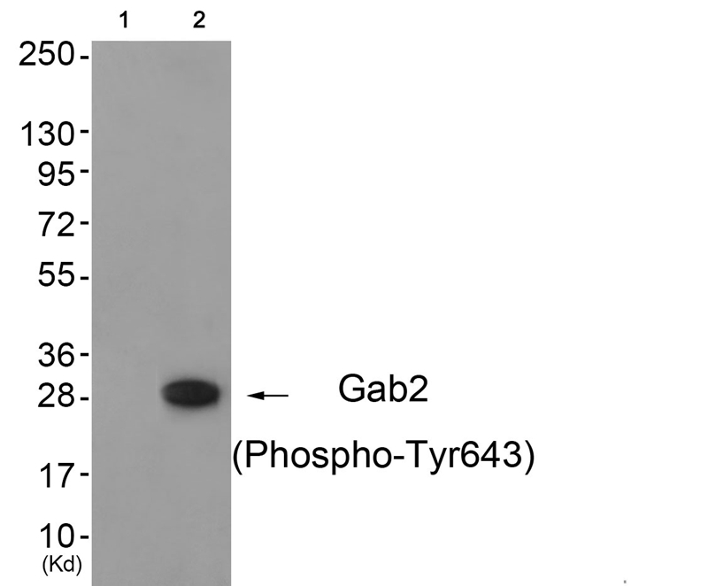 Gab2 (Phospho-Tyr643) Antibody