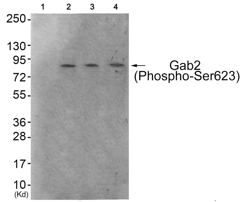 Gab2 (Phospho-Ser623) Antibody