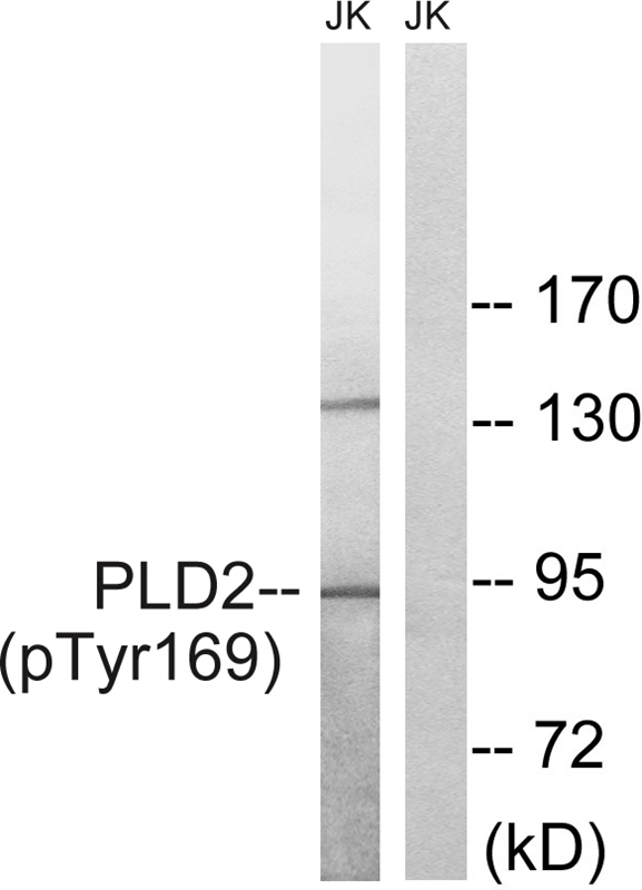 PLD2 (Phospho-Tyr169) Antibody