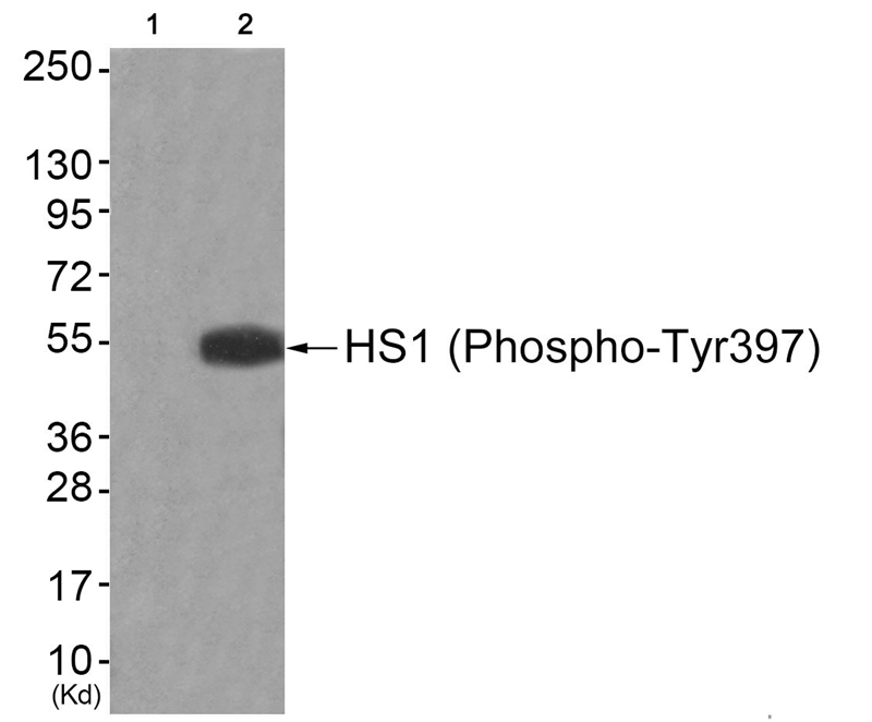 HS1 (Phospho-Tyr397) Antibody