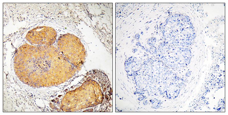 FADD (Phospho-Ser191) Antibody