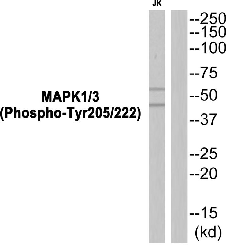 MAPK1/3 (Phospho-Tyr205/222) Antibody