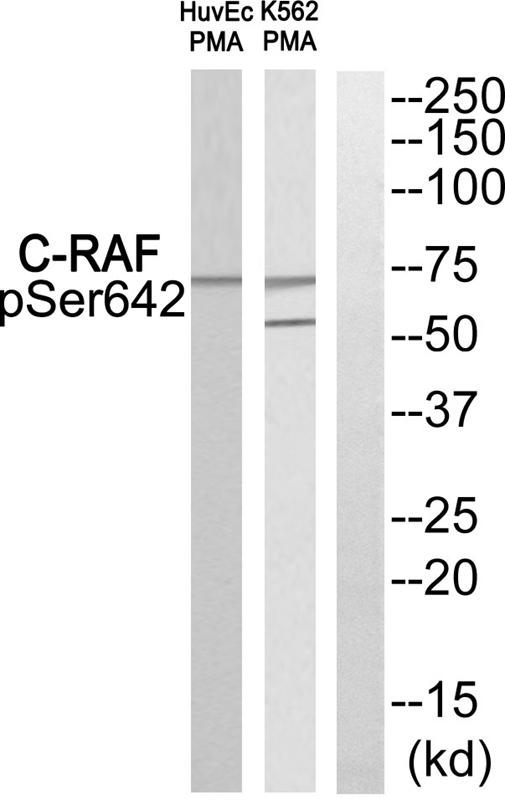 C-RAF (Phospho-Ser642) Antibody