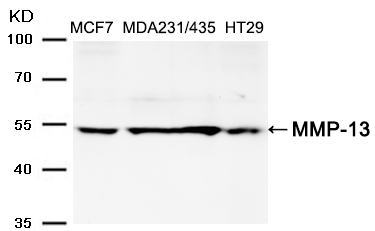 MMP-13 Antibody