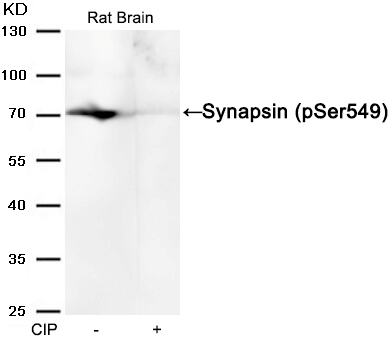 Synapsin(phospho-Ser549) Antibody