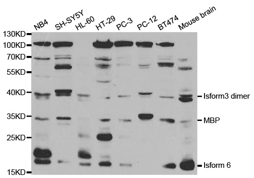 MBP Antibody