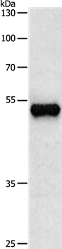 TUBB3 Antibody