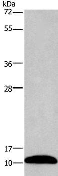 PCP4 Antibody