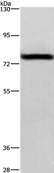 BAP1 Antibody