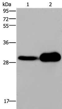 KLRB1 Antibody