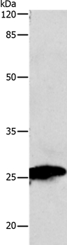 MT-CO2 Antibody