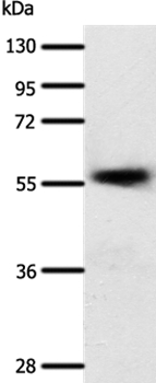 SLC22A17 Antibody