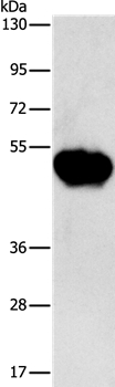 CHRDL2 Antibody