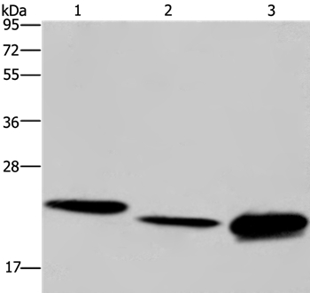 IL19 Antibody