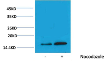 Histone H3(Phospho-Thr3) Rabbit Polyclonal Antibody