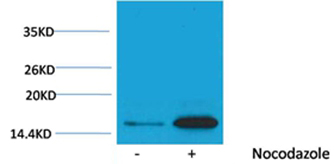 Histone H3(Phospho-Tyr41) Rabbit Polyclonal Antibody