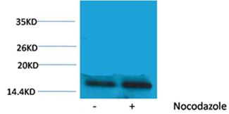 Histone H3(Phospho-Thr45) Rabbit Polyclonal Antibody