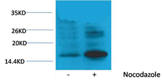 Histone H3(Phospho-Thr118) Rabbit Polyclonal Antibody