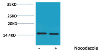 Histone H4(Phospho-Thr80) Rabbit Polyclonal Antibody