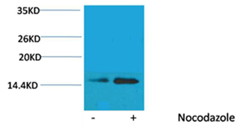 Histone H2B(Phospho-Ser32) Rabbit Polyclonal Antibody