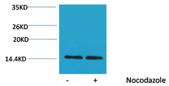 Histone H2A(Phospho-Ser129) Rabbit Polyclonal Antibody