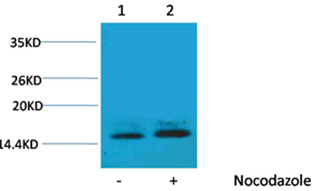 Histone H1(Phospho-Thr3) Rabbit Polyclonal Antibody