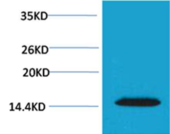 Histone H2A.X(Phospho-Thr120) Rabbit Polyclonal Antibody