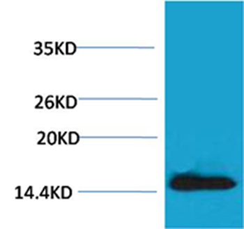 Histone H2A.X(Phospho-Tyr142) Rabbit Polyclonal Antibody