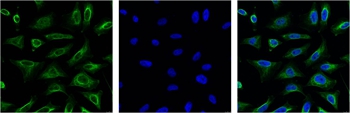 Aquaporin 4 Mouse Monoclonal Antibody