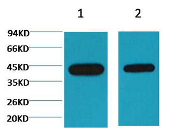 Plant actin Mouse Monoclonal Antibody