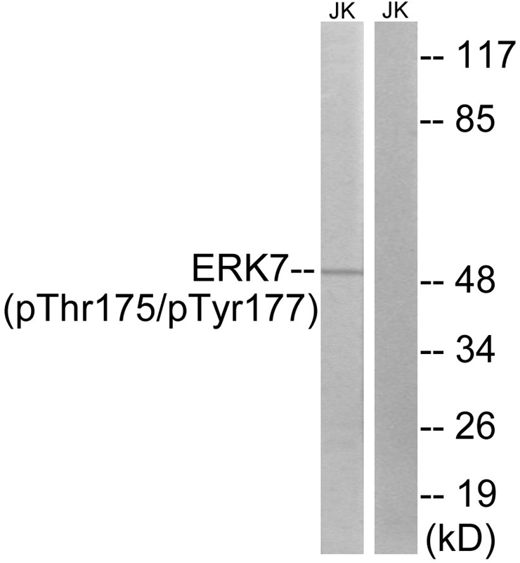 ERK8 (Phospho-Thr175/Tyr177) Antibody