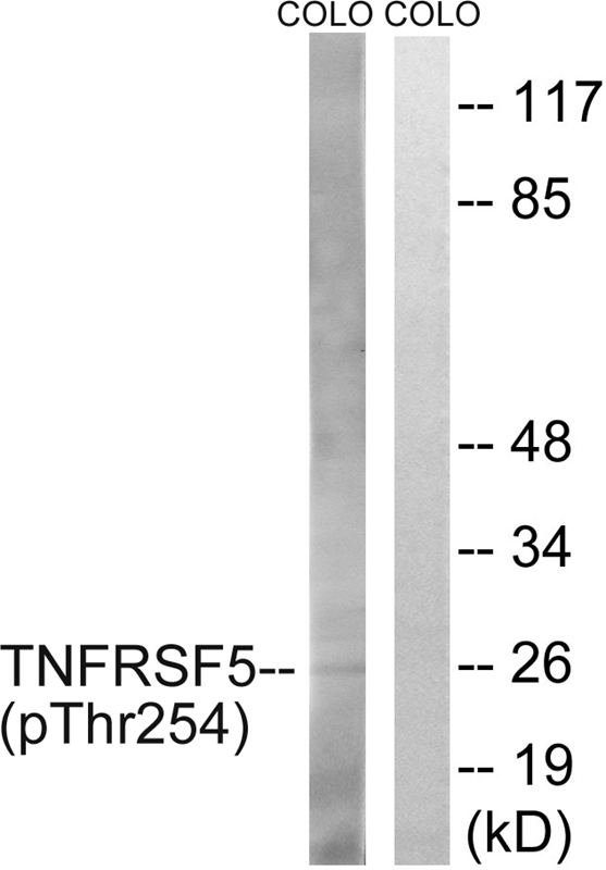 TNFRSF5 (Phospho-Thr254) Antibody