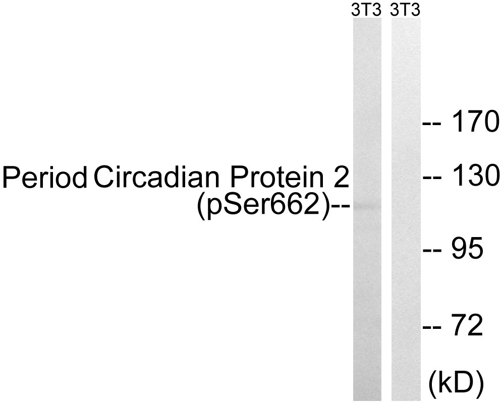 Period Circadian Protein 2 (Phospho-Ser662) Antibody