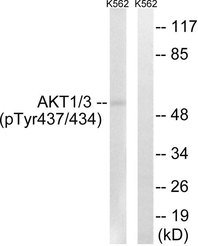 AKT1/3 (Phospho-Tyr437/434) Antibody