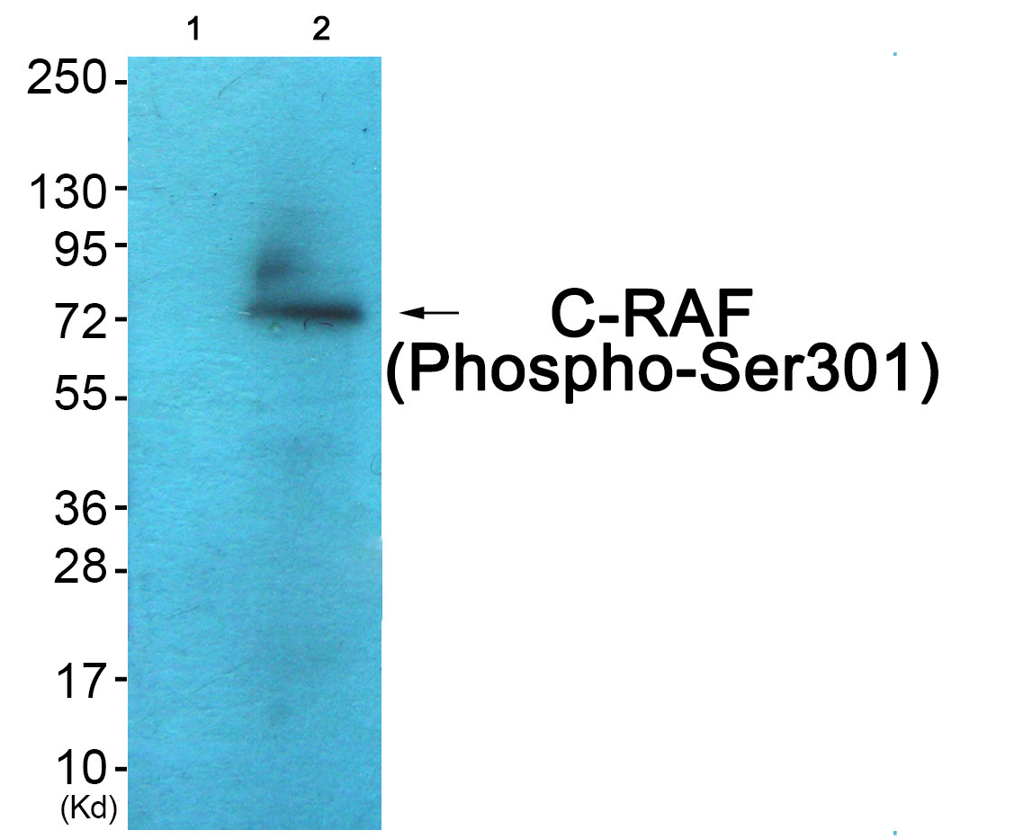 C-RAF (Phospho-Ser301) Antibody 