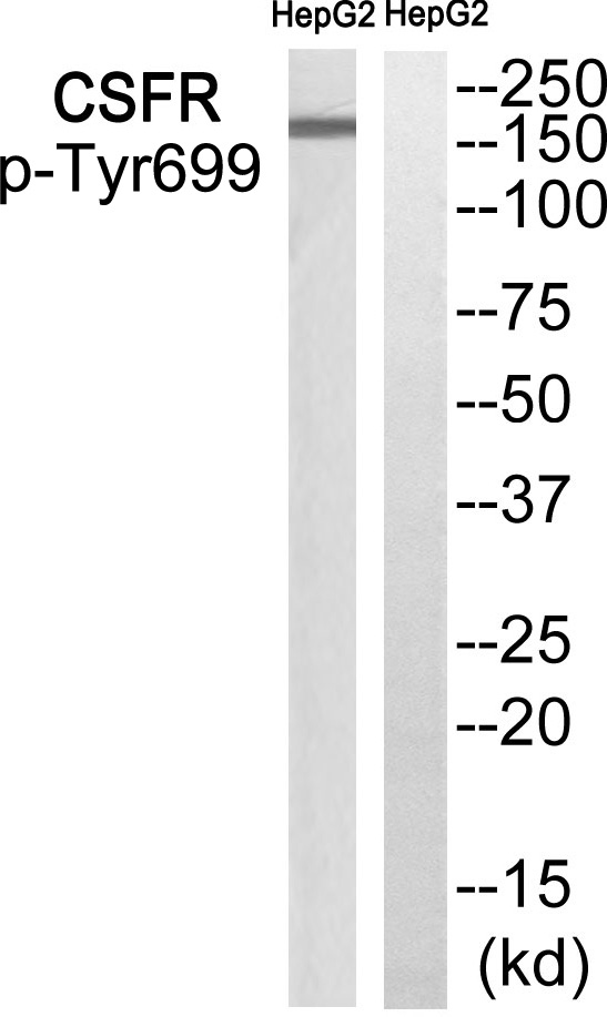 CSFR (Phospho-Tyr699) Antibody